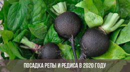 Pflanzung von Rüben und Radieschen im Jahr 2020