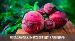 Rüben pflanzen im Jahr 2020: Video