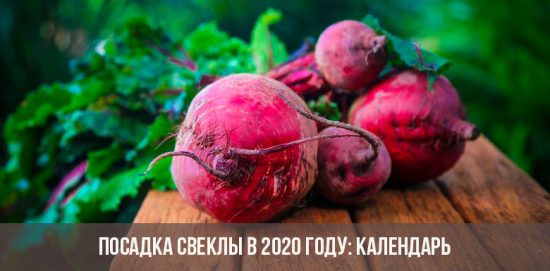 Rüben pflanzen im Jahr 2020: Video