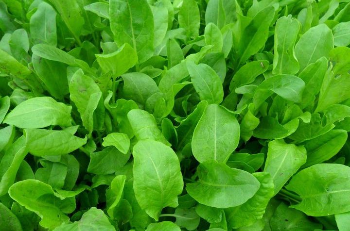 Sauerampfer im Garten