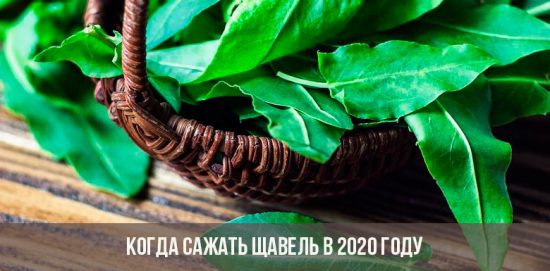 Wann soll man 2020 Sauerampfer pflanzen?