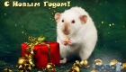 Weiße Ratte - ein Symbol für 2020