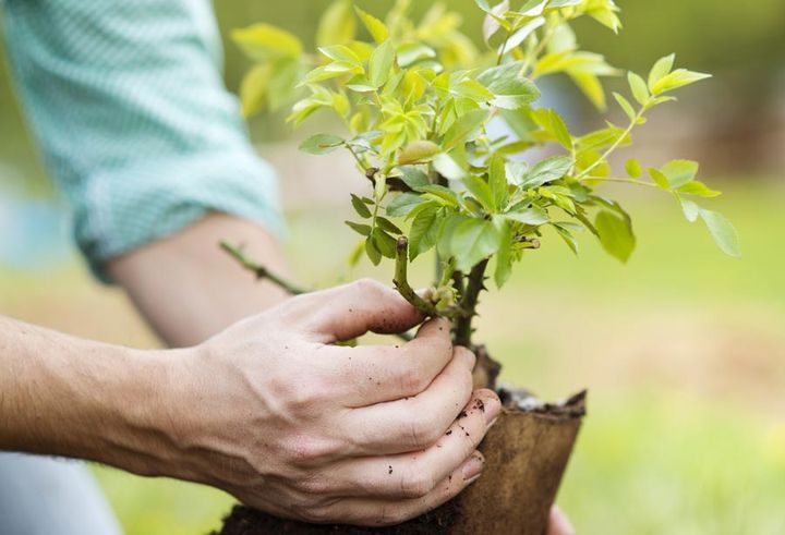 Neue Sträucher pflanzen
