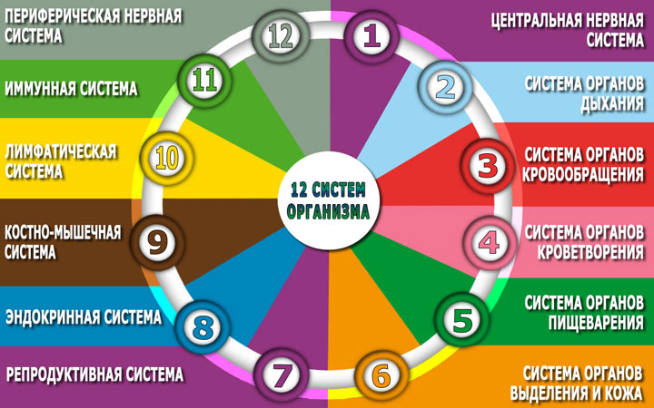 Menschliche Körpersysteme - Vorbereitung auf OGE 2020