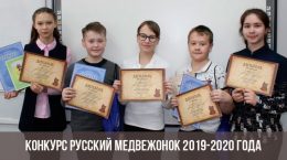 Russischer Teddybär 2019-2020