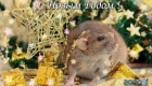 Ratte unter dem Weihnachtsbaum - Bild für 2020
