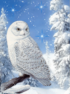 Livebild - Winter 2020