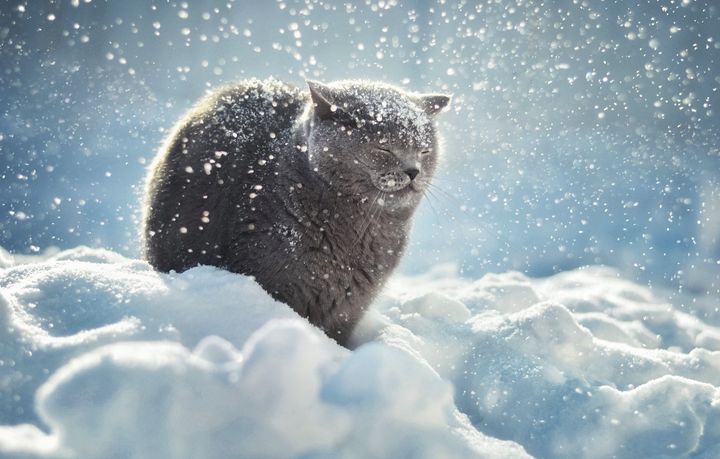 Katze im Schnee