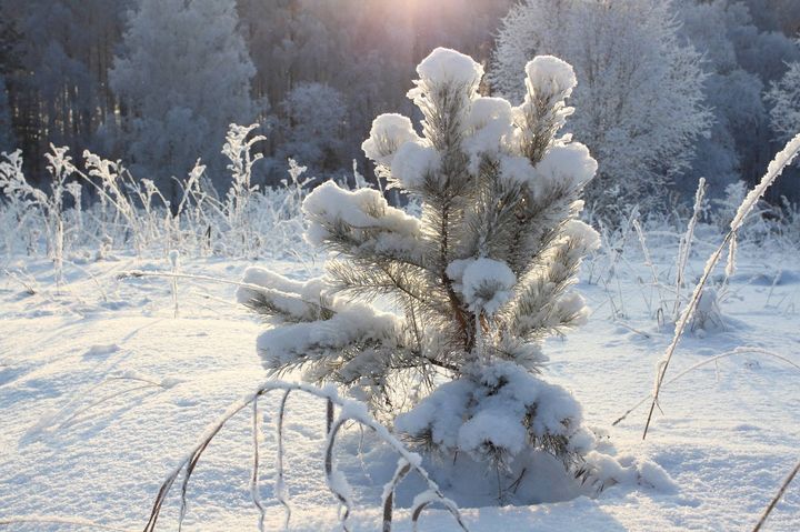Weihnachtsbaum im Schnee