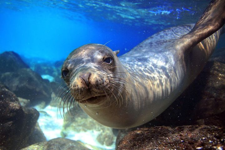 Killerwalshow in Moskvarium