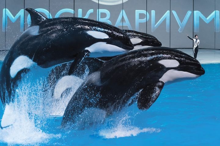 Killerwalshow in Moskvarium